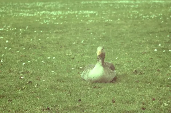 Otların arasında ördek