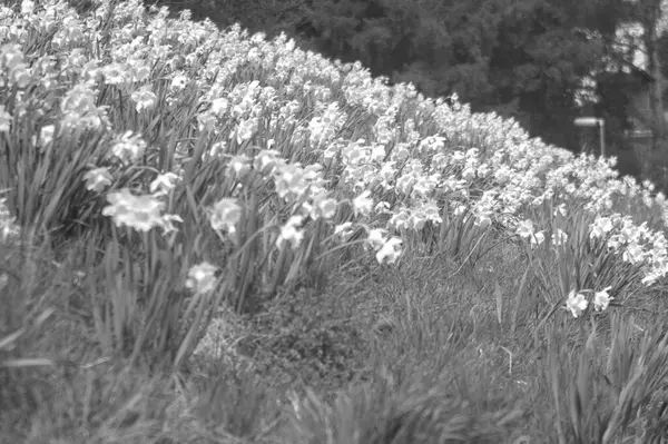 Güzel botanik fotoğrafı, doğal duvar kağıdı.