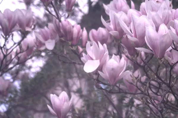 Bahçedeki güzel pembe çiçekler