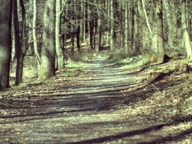 Ormanın güzel manzarası