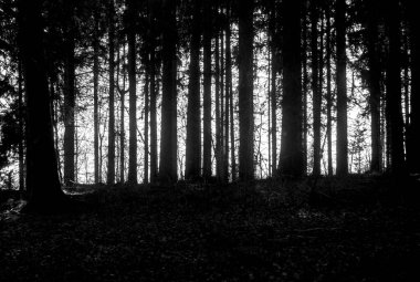 Güzel bir sonbahar ormanının siyah beyaz fotoğrafı.