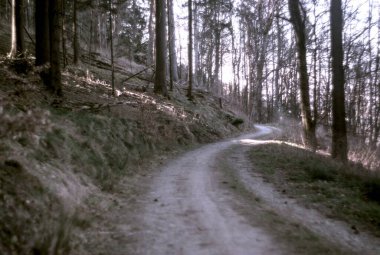 Gündüz vakti ağaçlarla çevrili bir yolun dikey çekimi