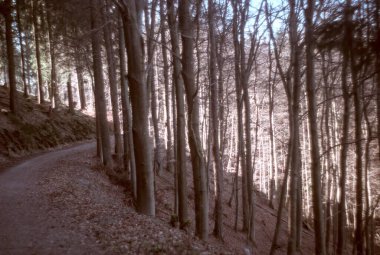 Ormanın güzel manzarası