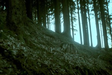 Ormanın güzel manzarası