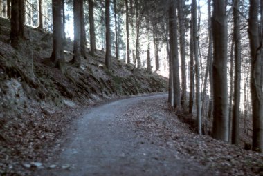 Ormanda yol, sonbahar ormanı