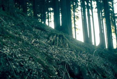 Ormanın güzel manzarası