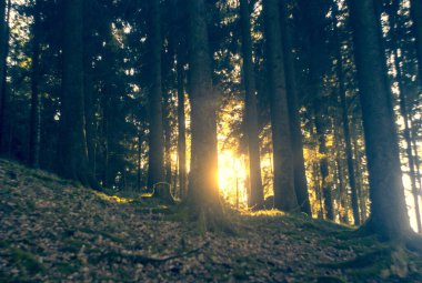 Sabah güzel bir orman