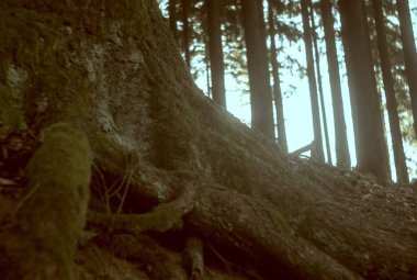 Ağaçlar ve yapraklarla dolu güzel bir sonbahar ormanı