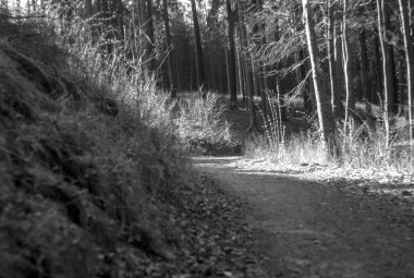 Ormandaki güzel bir ağaç görüntüsü.