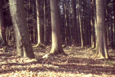 Sonbahar ormanı sabahları