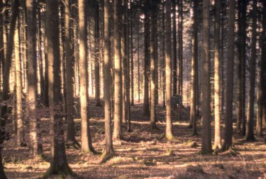 Sabah güzel bir orman