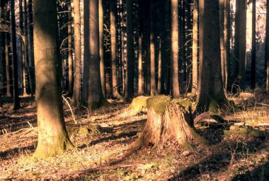 Gündüz vakti ormandaki ağaçların dikey görüntüsü