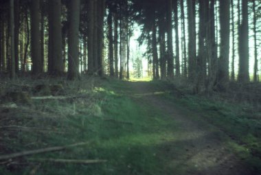 Sabah güzel bir orman