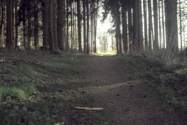 Bahar sabahında güzel bir orman.