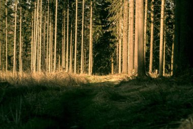 Sabah güzel bir orman.