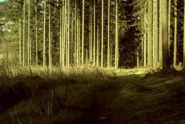 İlkbaharda orman, doğa ve çevre kavramı