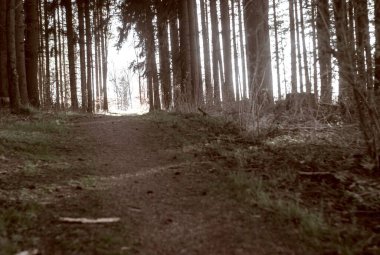 Ormandaki ağaçların yakın plan çekimi.