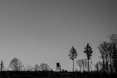 Kardaki bir ağacın siyah beyaz fotoğrafı.