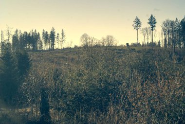 Sabah güzel bir orman