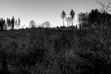 Ağaçlı ve bulutlu tepeden siyah beyaz bir resim.