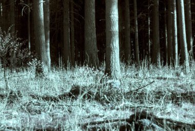 Orman ve ağaçlarla dolu güzel bir manzara.