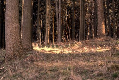 Ağaçları ve bitkileri olan güzel bir orman