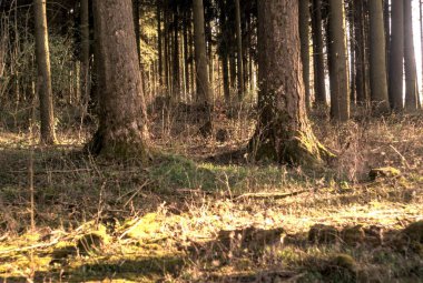 Sonbaharda ormanın güzel bir görüntüsü.
