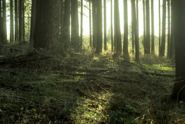 Ormanın güzel manzarası
