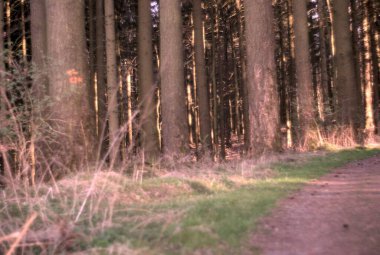 Ormanın güzel manzarası