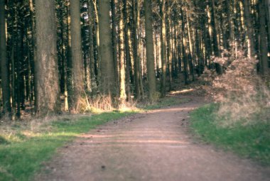 Ormanda bir patika.