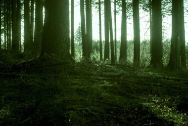 Güzel yeşil orman sabah