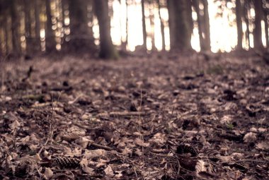 Ağaçlar ve yapraklarla dolu sonbahar ormanı