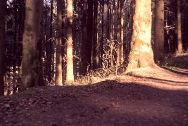 Sabah güzel bir orman