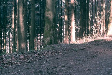 Parktaki güzel orman