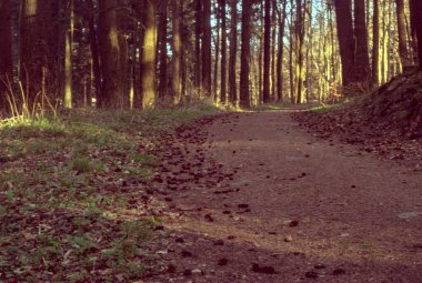 Ormanda yol, doğa.