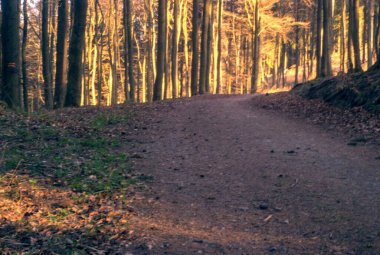 Ormandaki bir yolun dikey görüntüsü.