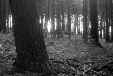 Ormandaki bir ağacın siyah beyaz fotoğrafı.