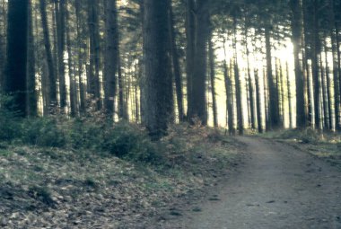 Ağaçlar ve ormanlarla dolu güzel bir manzara.