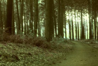 Bir sürü yeşil yapraklı dikey ağaç görüntüsü.