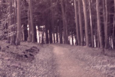 Sabah güzel bir orman.