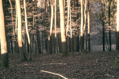 Sonbahar orman ağaçları, doğa bitki örtüsü.