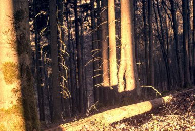 Ormanda ahşap bir bank