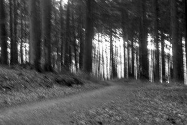 Bir ağacın gri tonlu görüntüsü.