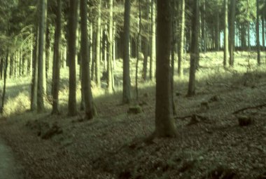 Sabah güzel bir orman