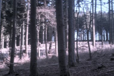 Ormandaki bir çam ormanının güzel bir görüntüsü.