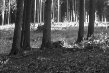 Dağlardaki güzel orman