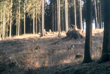 Ormandaki ağaçlar, doğa bitki örtüsü ve yapraklar