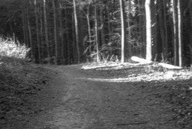 Orman ve yolun siyah beyaz fotoğrafı