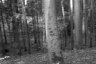 Siyah ve Beyaz Orman