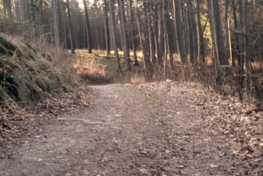Güzel sonbahar ormanı. doğa arkaplanı